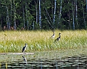Häger & tranor Edefors
